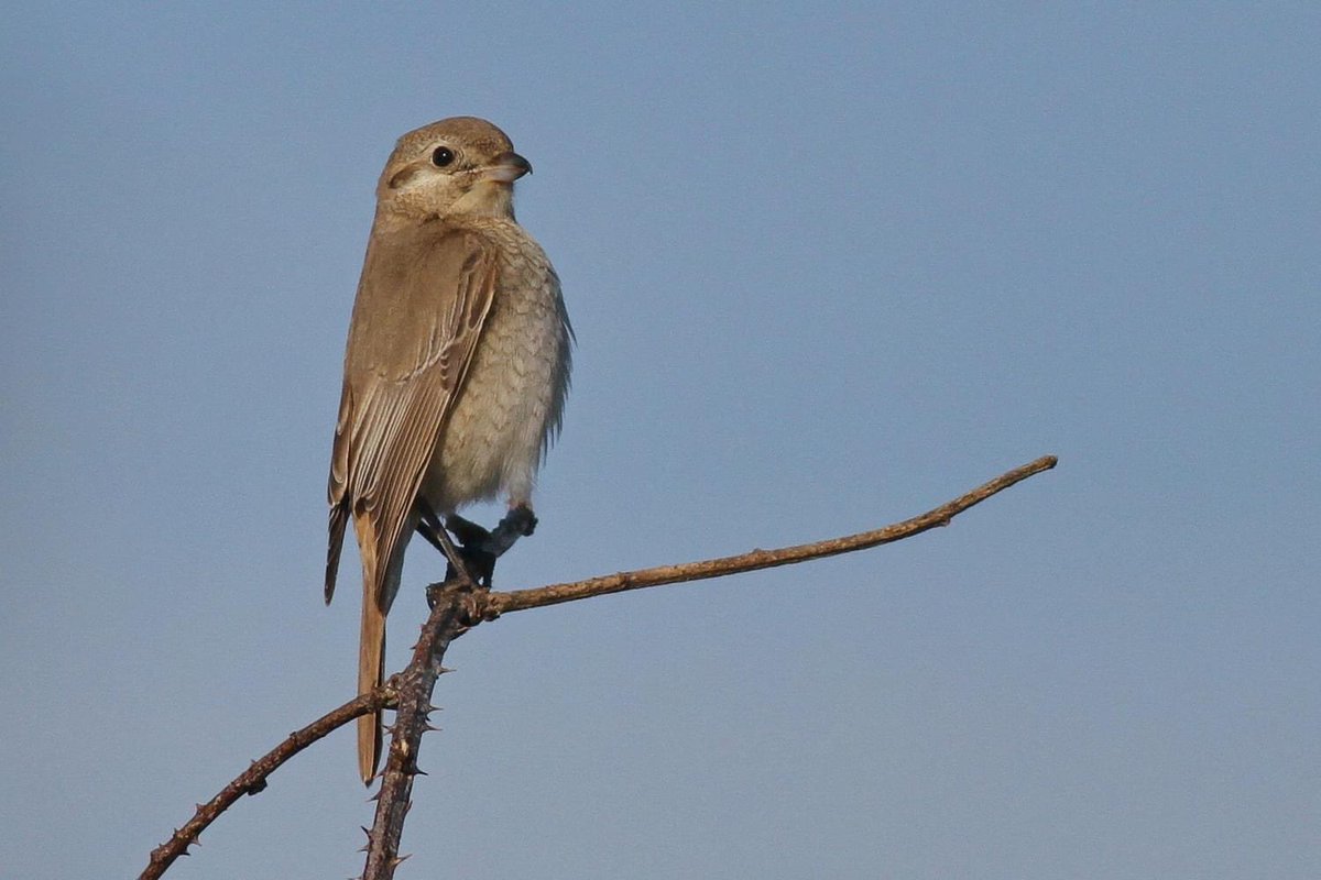 Richard Willison tweet media