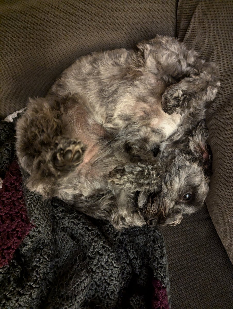 Optix78's tweet image. When you can't tell where the doggo starts and ends.