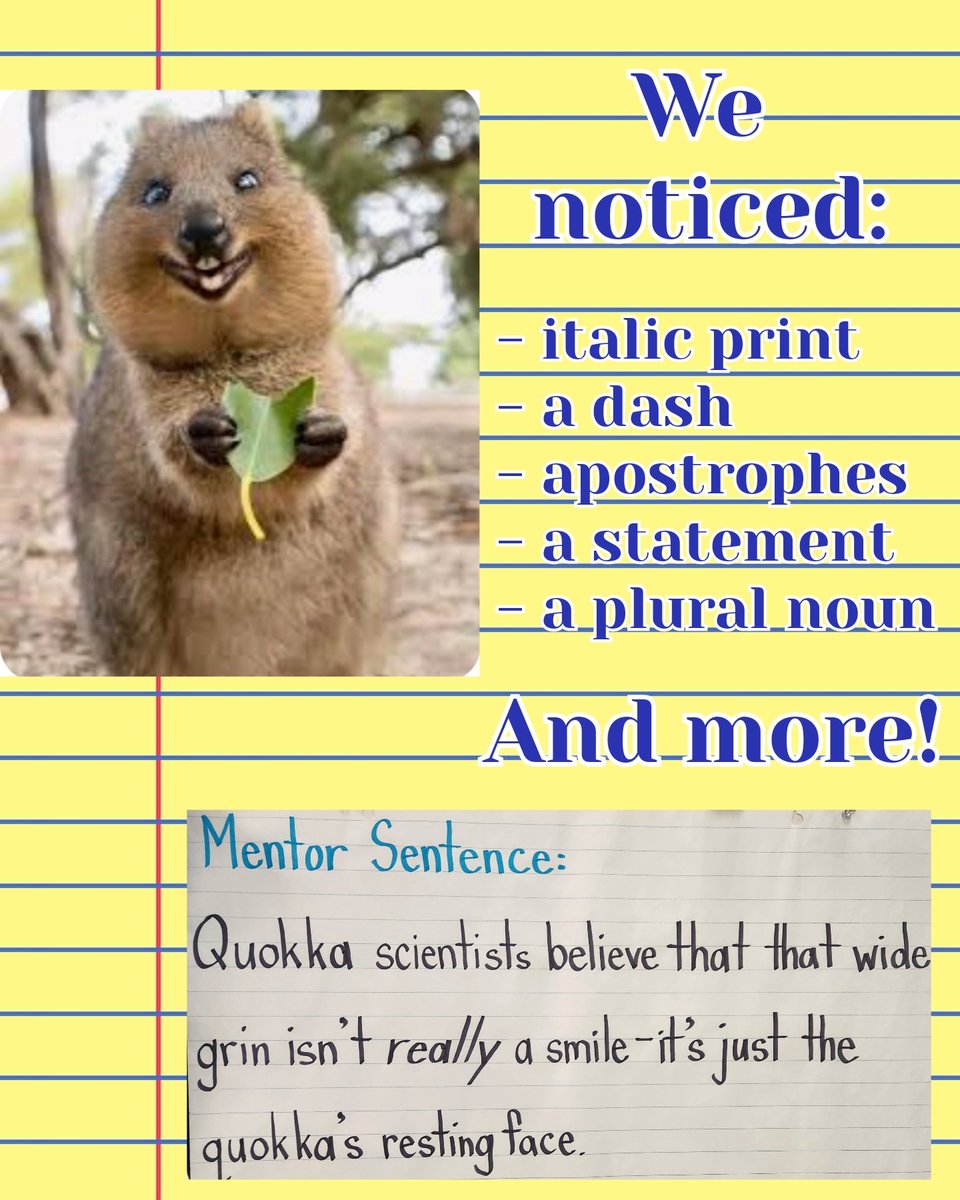 BrainyBunch2s's tweet image. Our class is quokka-full of excitement over our second mentor sentence of the year! 📖✨ Each day, we're hopping into new layers of fluency, syntax, grammar, and writing. Just like quokkas, we're all smiles as we learn and grow! 😊🌟 #MentorSentence #QuokkaPuns #HappyLearning