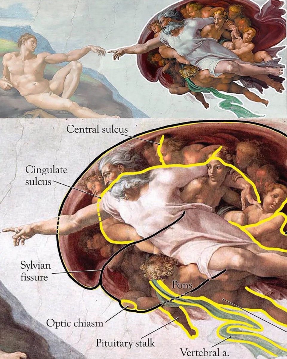 OGdukeneurosurg's tweet photo. Brain anatomy in art https://t.co/SyZBdfceyJ
