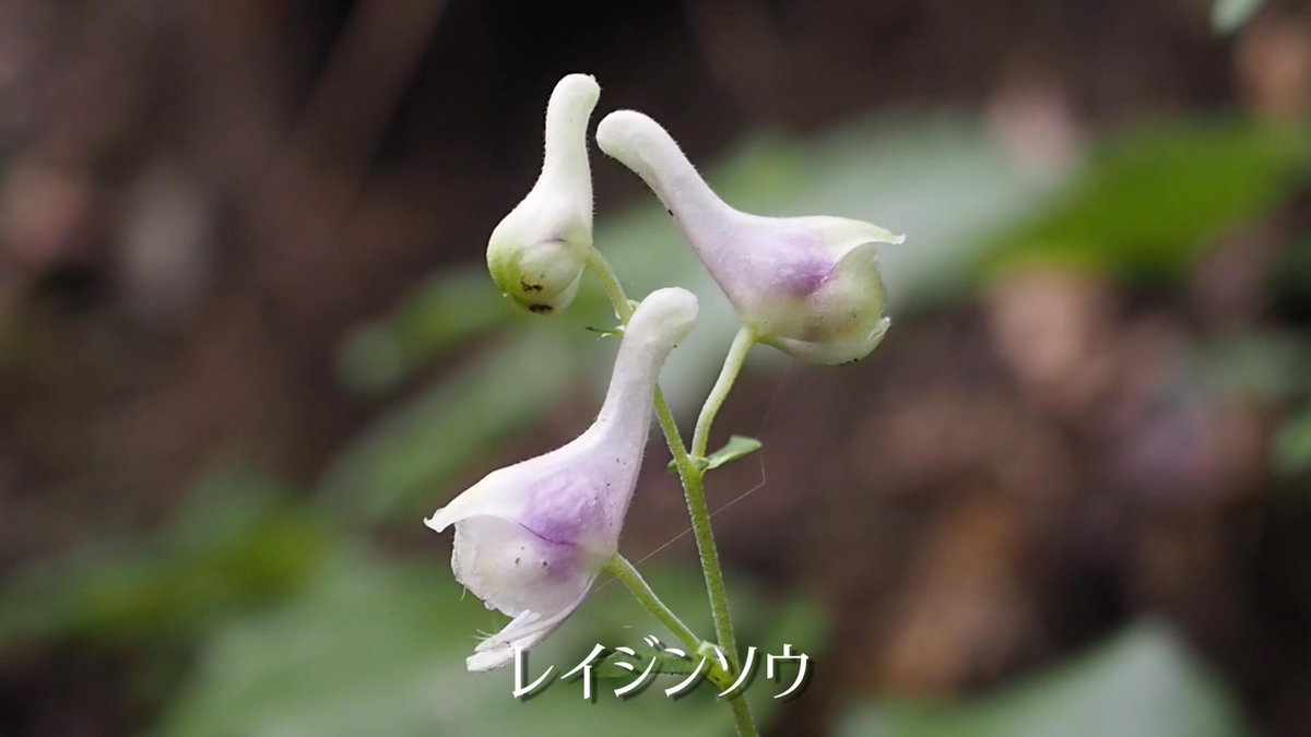 yokaphoto's tweet photo. 沢沿いの登山道で撮影した清流と夏から秋に向かう季節の野草の美しい姿をご覧ください。アケボノシュスラン、カワミドリ、レイジンソウ、モミジハグマ、ツクシミカエリソウ等
https://t.co/qIXT22JgkJ https://t.co/1kwBJvvoK7