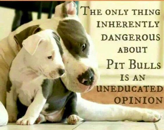 Sick of seeing the horrible comments being made about pitbulls if you’ve got nothing nice to say the don’t say anything 🐶💙#dogsoftwittersticktogether