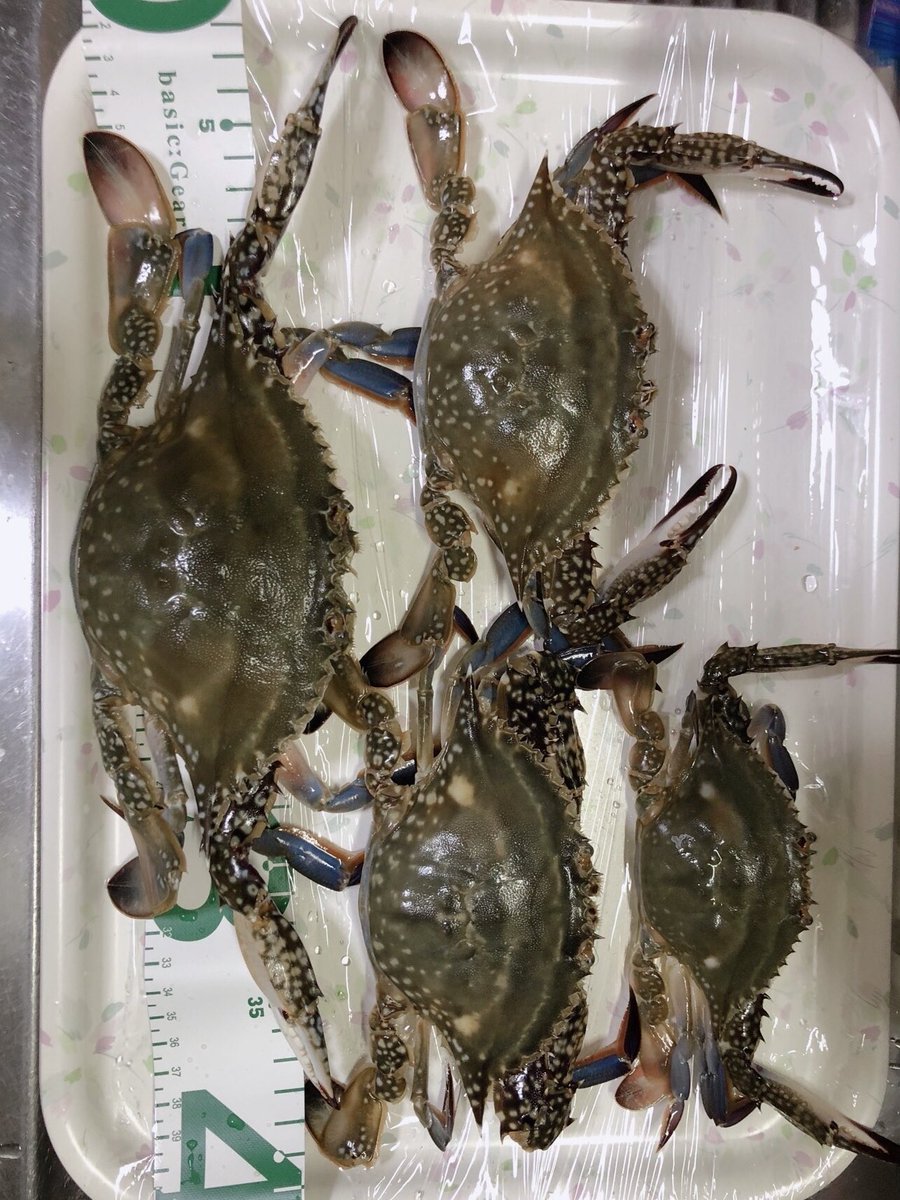 ヾ(≧∇≦*)/やったー‼️
久々の 🦀 🦀 🦀 🦀 …(^q^)ｵｲｼｿ

昨日☔️止んでから、あっちもこっちもって感じで、、、相方が大興奮🤣𐤔
私はリリースサイズのお🐟さんばかりで、マゴチんも釣れずでした😂