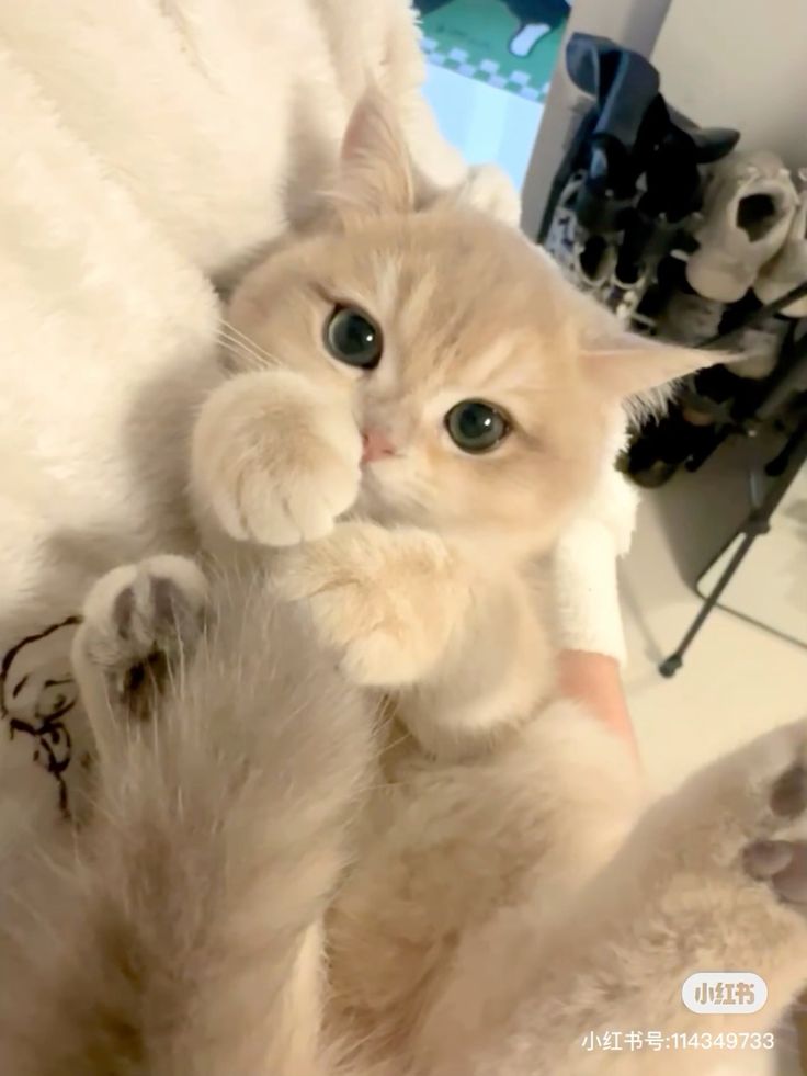 cutestscats's tweet photo. https://t.co/UZSaKSAzxJ