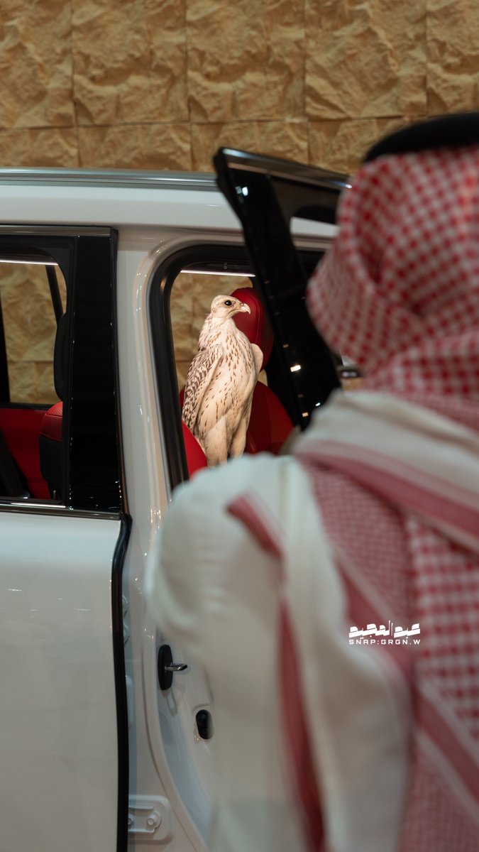 sws_6's tweet photo. وش رايكم بصور بكل امانه؟  

#معرض_الصقور_والصيد_السعودي_الدولي 
#معرض_الصقور_والصيد_السعودي_الدولي2024 https://t.co/9MtAuJAjd6