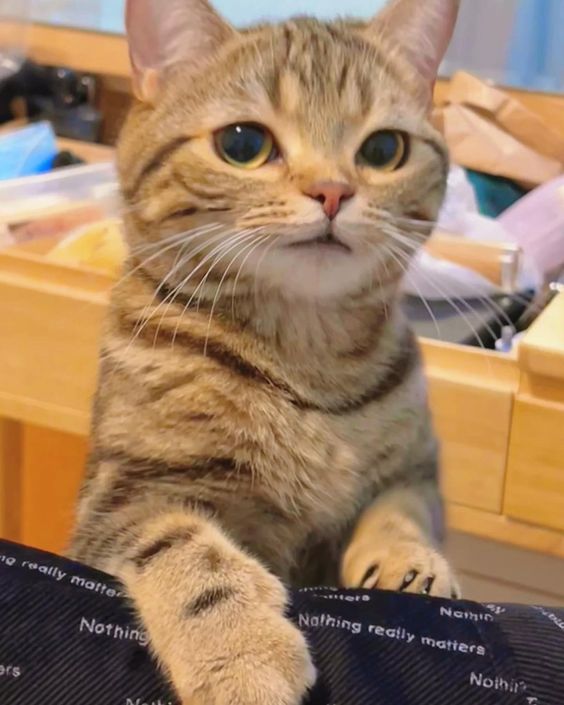 cutestscats's tweet photo. https://t.co/rBrjG8kzYM