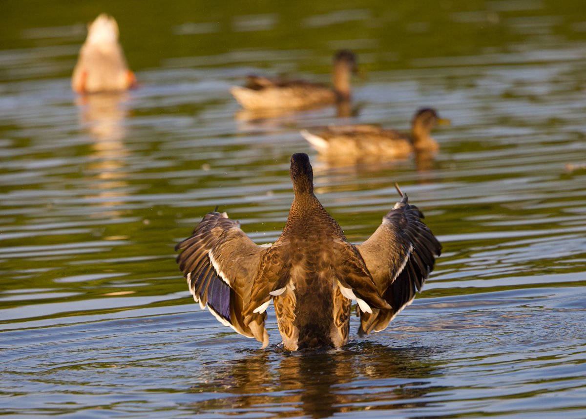 Mandeepsihota's tweet photo. Hey girls why would u leave? cause we would rather play the quack back game😀 Have a smiling time people! #Ducks #Ducksinwild #Smile #DuckPhotography #Twitterducks  #twitternaturecommunity #Canon #twitternaturephotography #IndiAves #DucksofTwitter #Canonphotography #Shotoncanon https://t.co/e5Yg3pZKza