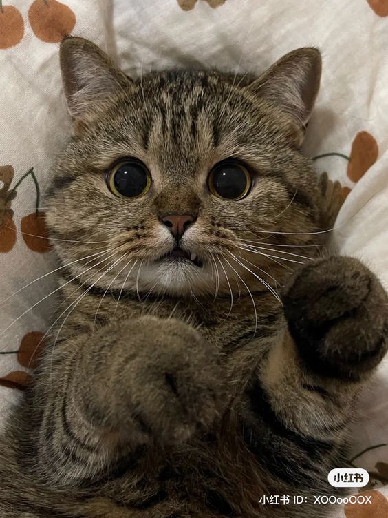 cutestscats's tweet photo. https://t.co/zlQocpZe7J