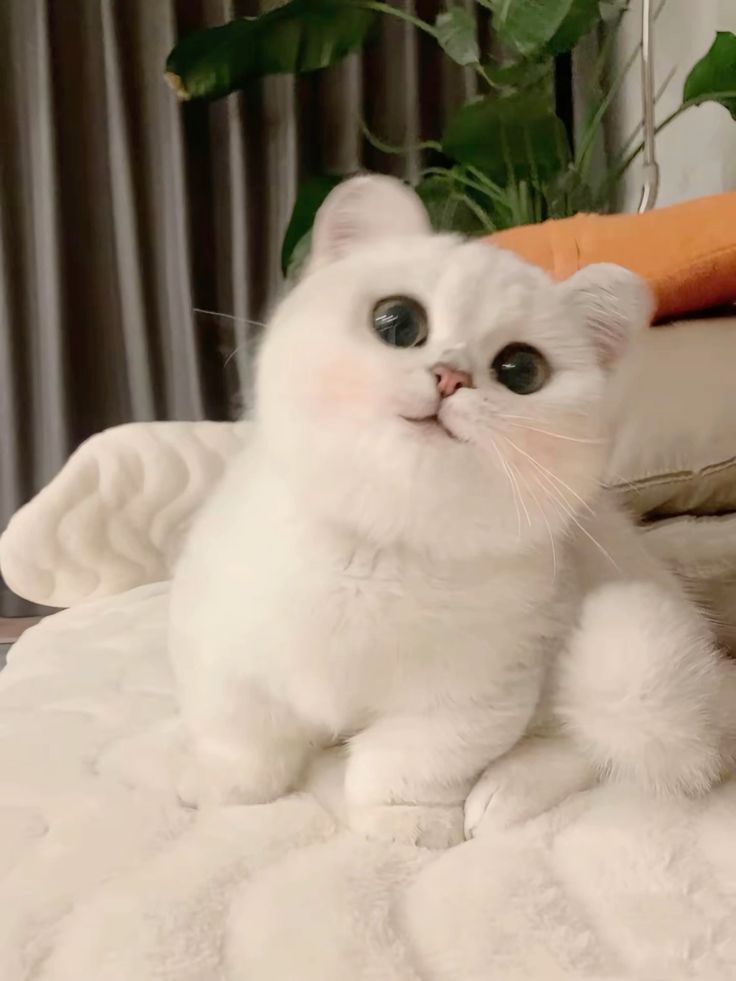 cutestscats's tweet photo. https://t.co/QWGWlo07z7