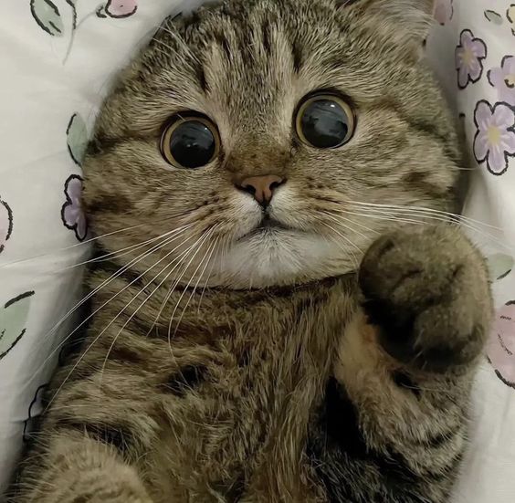 cutestscats's tweet photo. https://t.co/6RXMXmxUW4