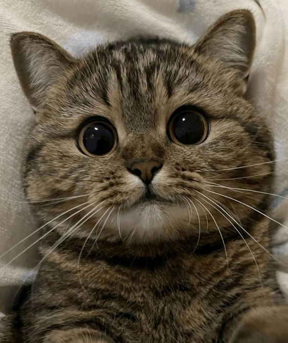cutestscats's tweet photo. https://t.co/RpkvPpUY4T