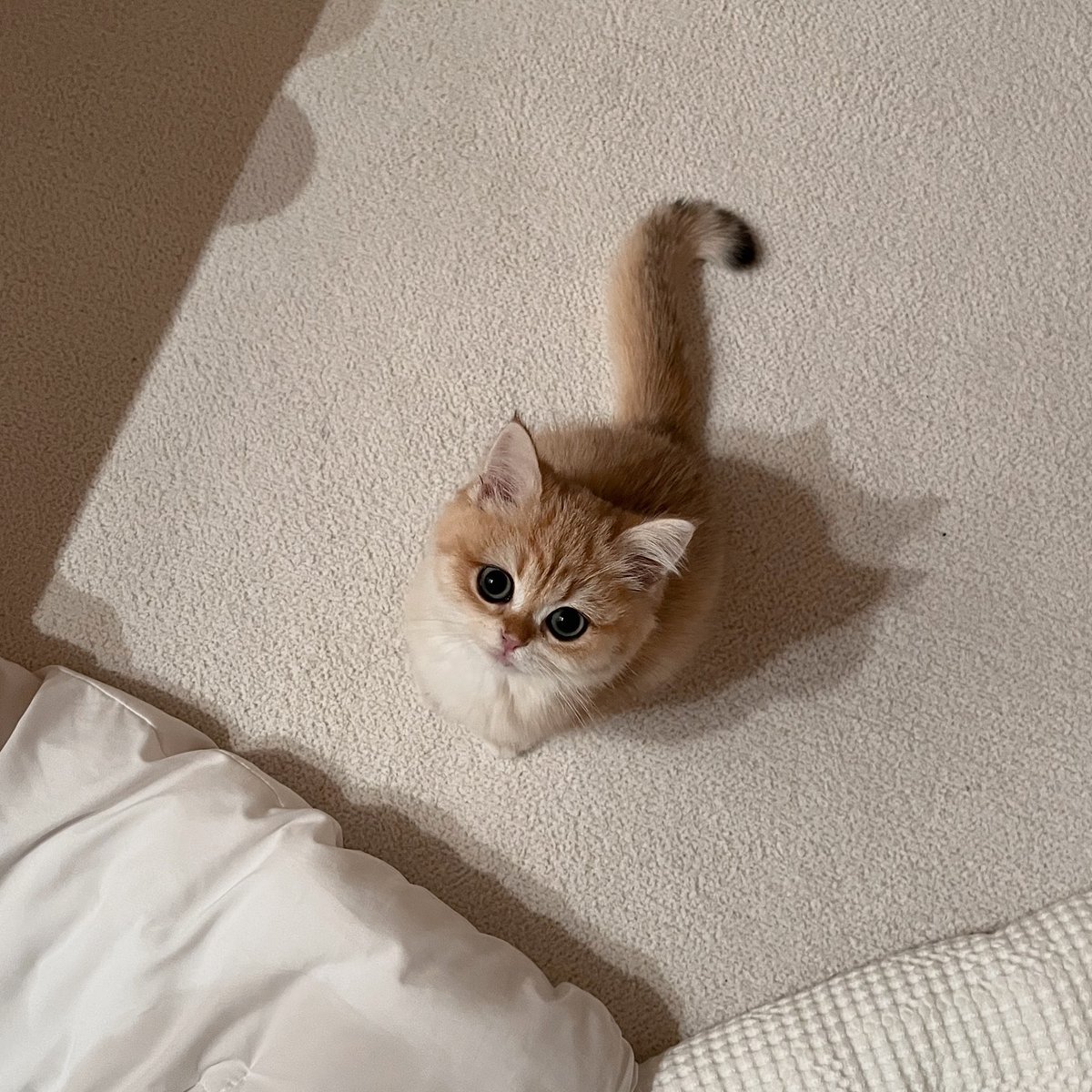 cutestscats's tweet photo. https://t.co/03g4pmYwpK