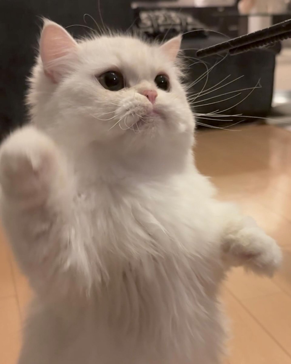 cutest cats (@cutestscats) on Twitter photo 