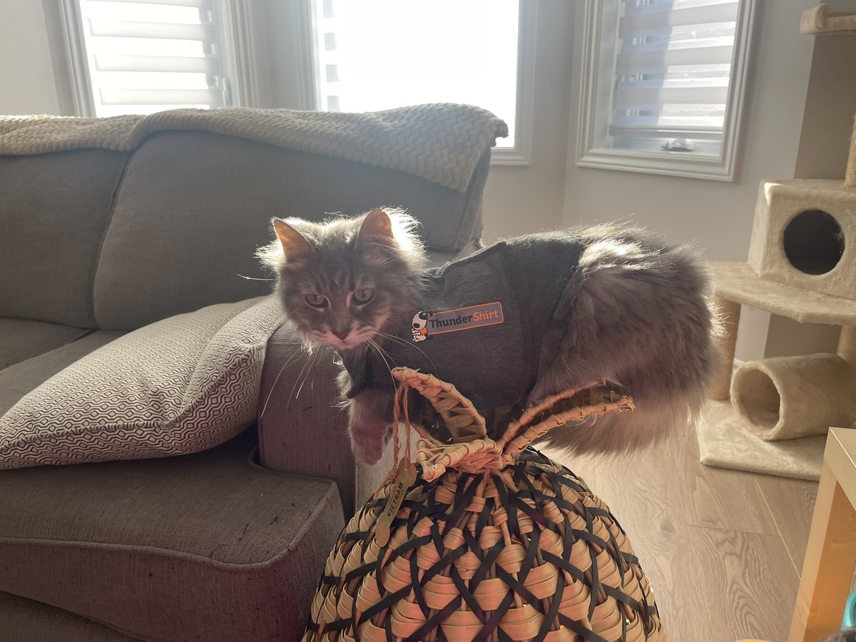 …can someone explain this growth on the top of my pineapple? <a href="/ThunderShirt/">ThunderShirt</a> #CatsOfTwitter