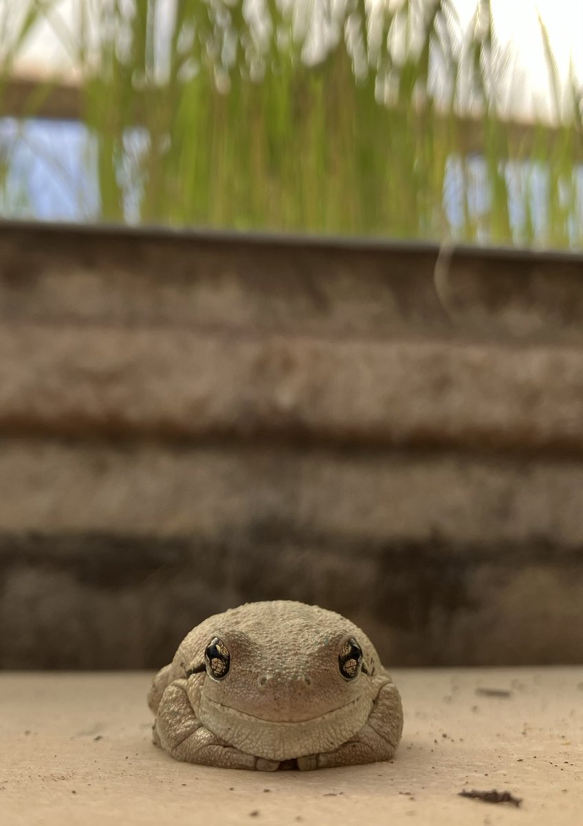 I had a meeting with our insect control manager this morning, he seems satisfied with how things are going in the glasshouse.
#ricebreedingaustralia
#ausrice