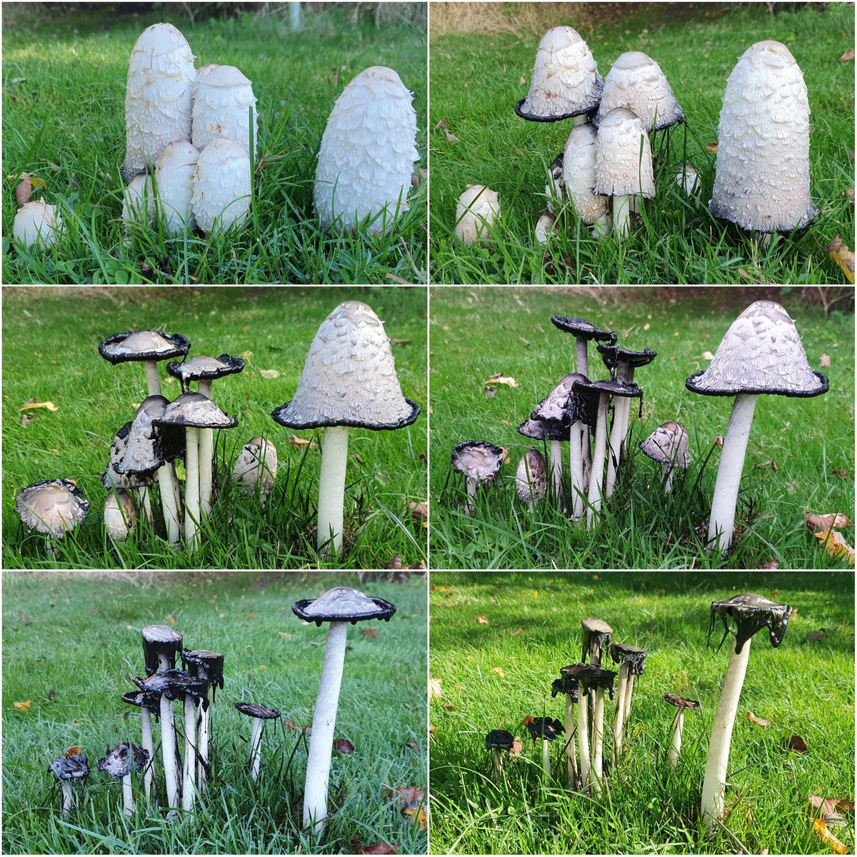AndrewJohnEllis's tweet photo. A little ‘stand’ of Shaggy ink cap in our orchard, photographed over 4 days. I love watching them change so have not tried eating them, but gather they’re quite decent. #fungi https://t.co/YWr7WWk0gr