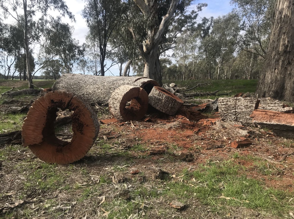 Firewood thieves are robbing our forests of vital habitat trees.

Over winter, we recorded nearly 500 instances of illegal tree-felling and firewood-related damage.

One less forest tree might seem insignificant, but it was likely the home of a native bird, marsupial, or reptile.