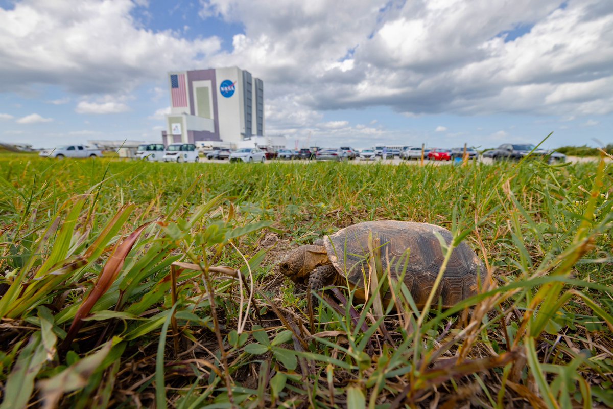 Slow and steady wins the (space) race.  🐢

<a href="/NASA/">NASA</a> <a href="/NASASocial/">NASA Social</a> <a href="/NASAKennedy/">NASA's Kennedy Space Center</a> 
#nasa #nasasocial #nasakennedy #turtle