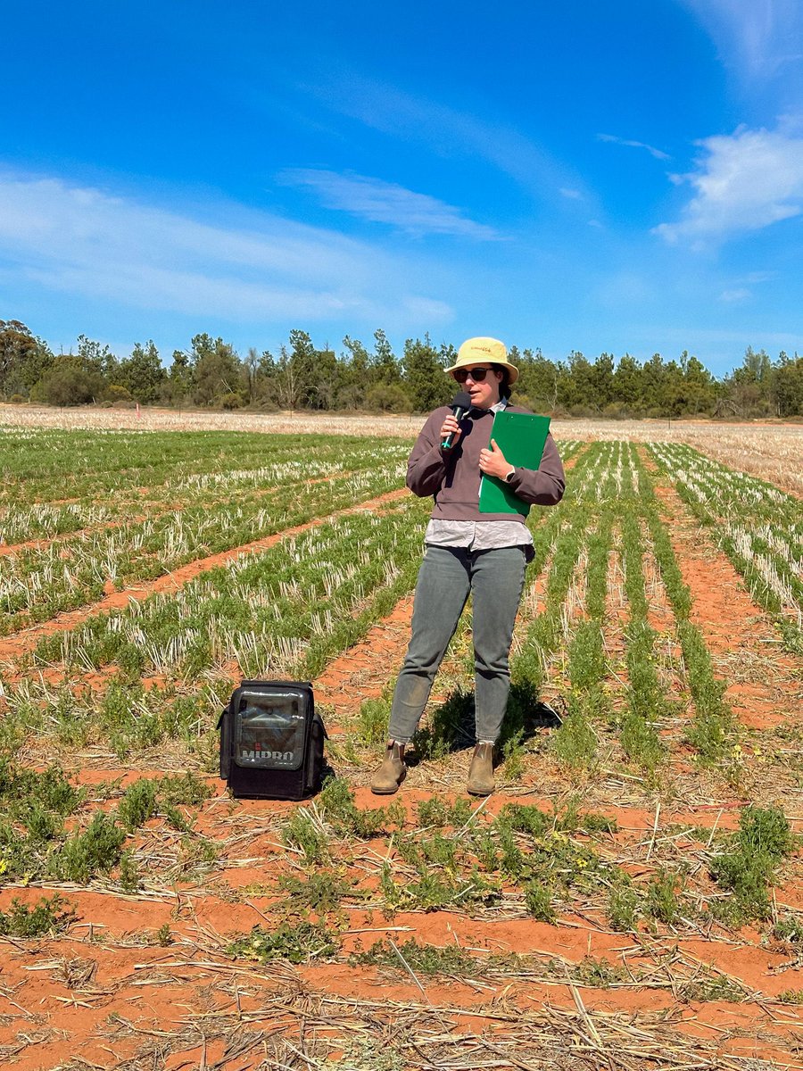 Birchip Cropping Group (BCG) (@bcg_birchip) on Twitter photo Don't forget to register for Thursday's Southern Mallee Crop Walk at Woomelang! Hosted in collaboration with <a href="/DEECA_Vic/">DEECA Victoria</a>, leading pulse industry experts will discuss nutrition, disease management, new varieties & more.
🔗 Register now: buff.ly/3TLOA4L Don't forget to register for Thursday's Southern Mallee Crop Walk at Woomelang! Hosted in collaboration with <a href="/DEECA_Vic/">DEECA Victoria</a>, leading pulse industry experts will discuss nutrition, disease management, new varieties & more.
🔗 Register now: buff.ly/3TLOA4L