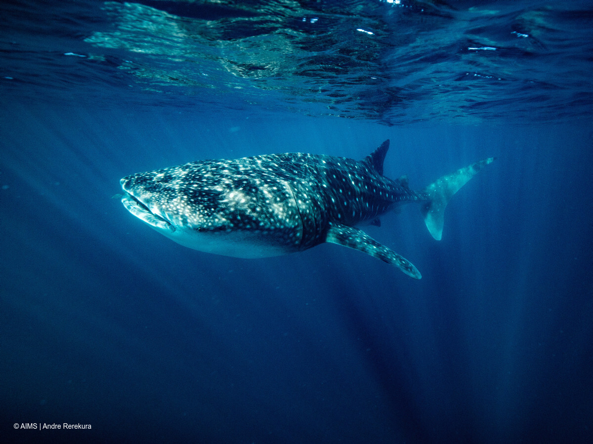 Australian Institute of Marine Science (@aims_gov_au) on Twitter photo Climate change could drive an increased threat to whale sharks from ship strikes.
New research led by <a href="/thembauk/">MBA - Marine Biological Association</a> and <a href="/unisouthampton/">University of Southampton</a> and co-authored by <a href="/LuOceano/">Luciana Ferreira</a> <a href="/m_thumsy/">Michele Thums</a> & <a href="/uwanews/">UWA</a> out today.
➡️ nature.com/articles/s4155… Climate change could drive an increased threat to whale sharks from ship strikes.
New research led by <a href="/thembauk/">MBA - Marine Biological Association</a> and <a href="/unisouthampton/">University of Southampton</a> and co-authored by <a href="/LuOceano/">Luciana Ferreira</a> <a href="/m_thumsy/">Michele Thums</a> & <a href="/uwanews/">UWA</a> out today.
➡️ nature.com/articles/s4155…