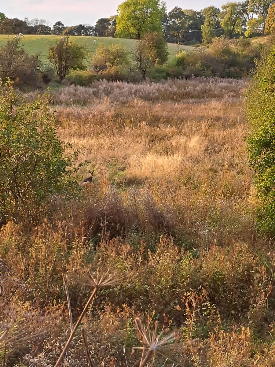 KTS DofE tweet media