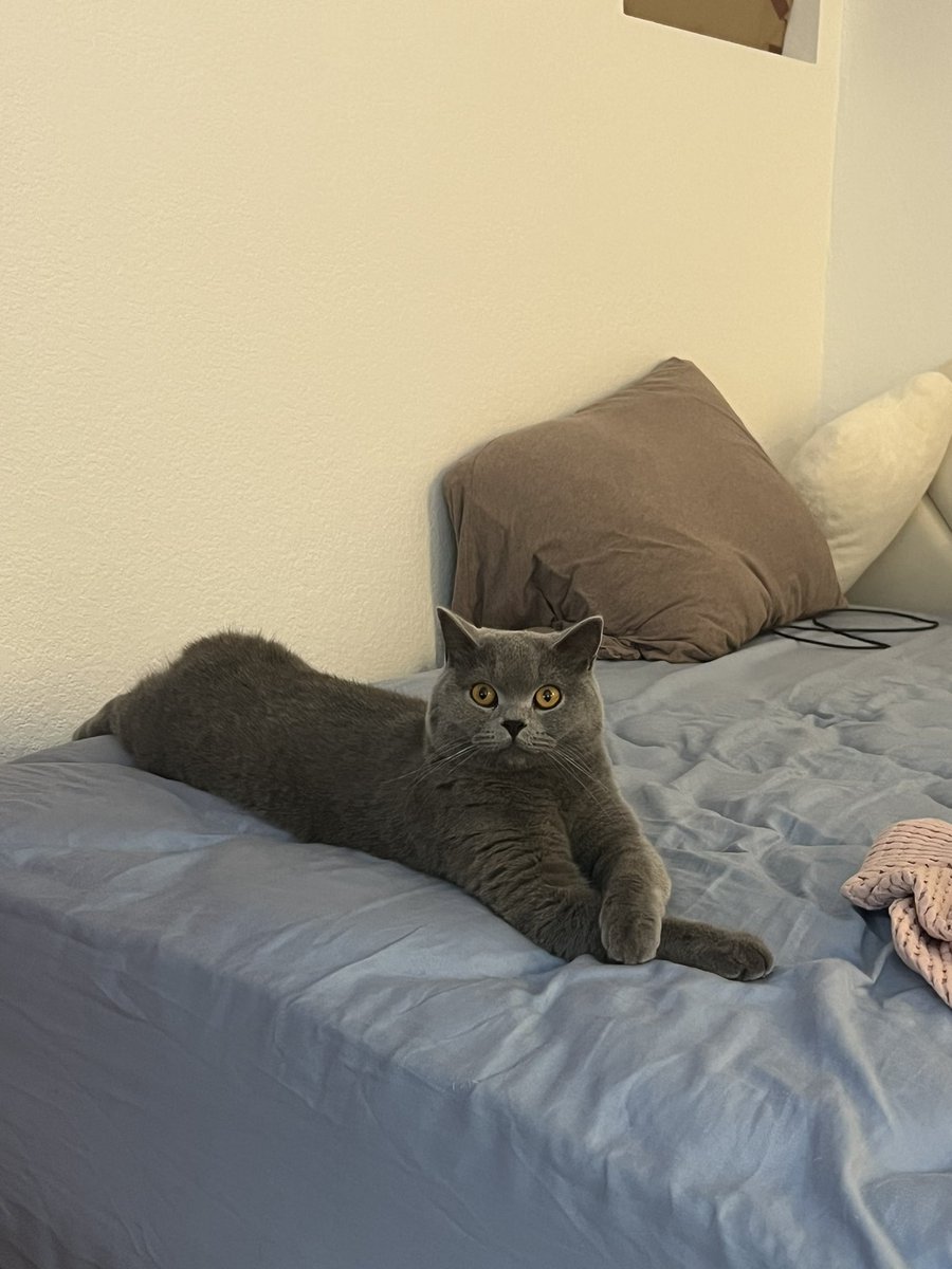 Pekoe (@dailypekoe) / Posts / X