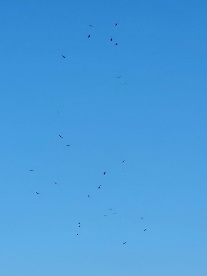 LauraLoomer's tweet photo. 🚨

Buzzards are circling the Asheville, NC area eating the dead bodies of human beings and animals that still haven’t been recovered after Hurricane Helene. 

This message was sent to me by a former police detective in Cocke County,  Tennessee.  It is the last County in Tennessee before you get to North Carolina.  

Horrific.