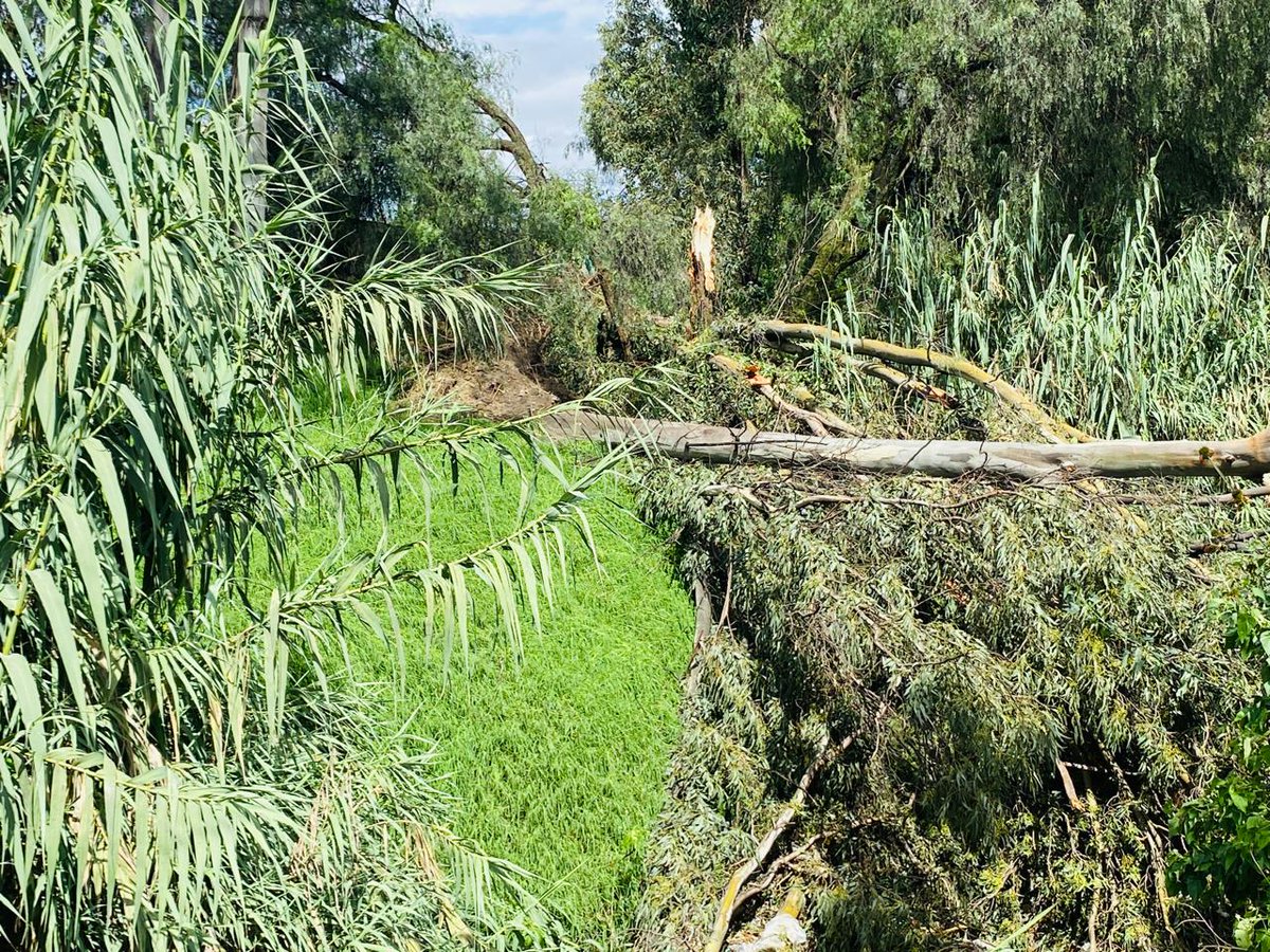lillianboreal's tweet photo. En el mismo lugar pero a altura del rio se cayó un árbol sobre una casa, justo atrás del Seminario Palafoxiano https://t.co/88cocbnaWl