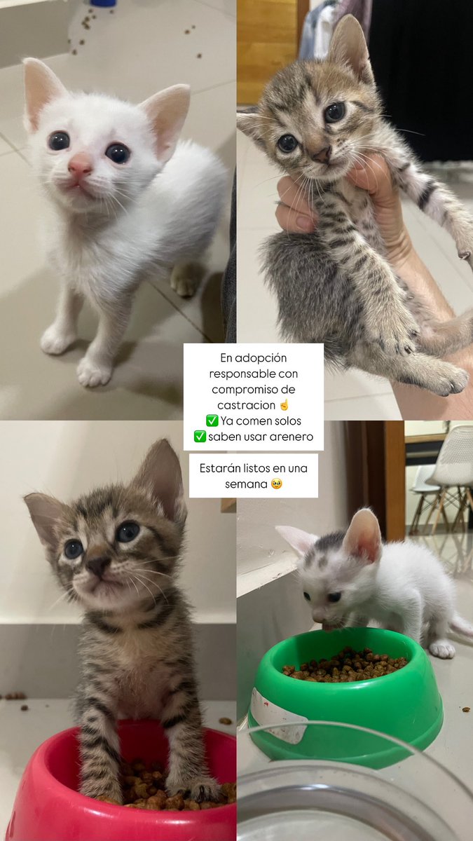 Estás buscando un michi que sea compañero y lo más tierno del mundo? Tengo la solución. Están en adopción con compromiso de castracion ☝️