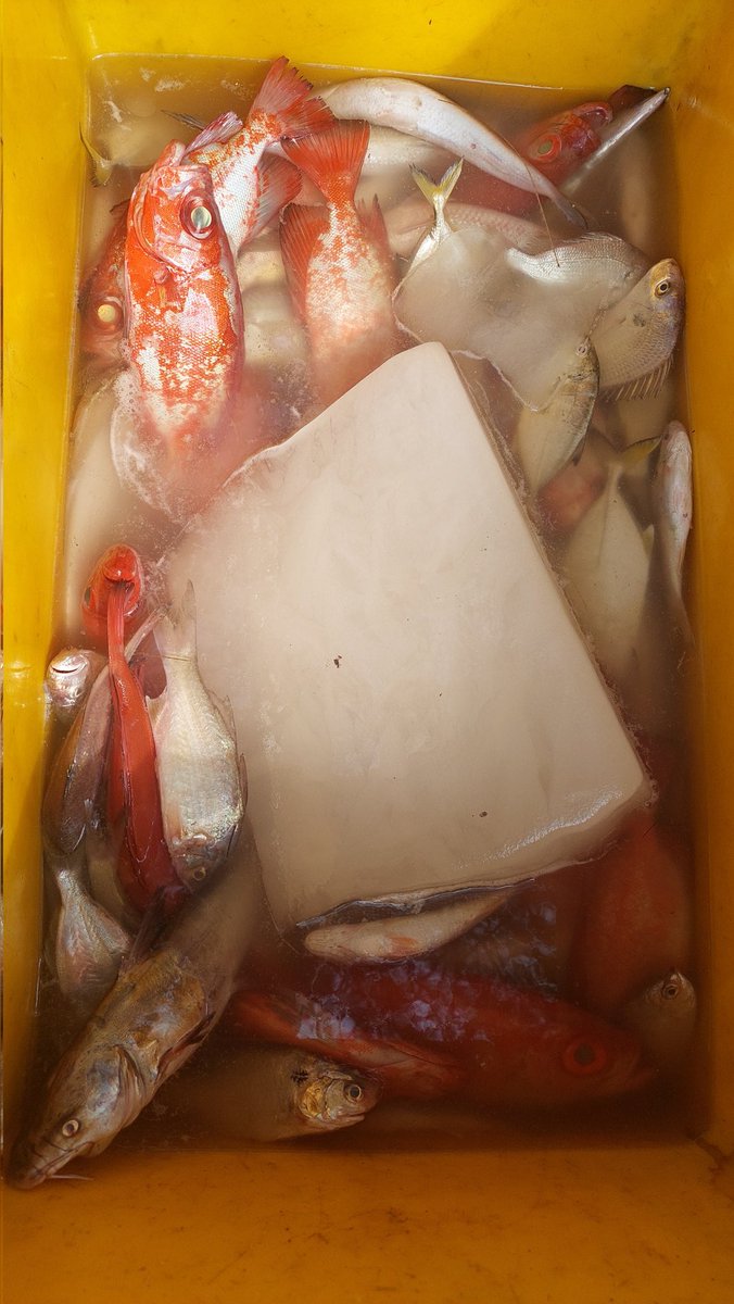 ZaniTarzan's tweet photo. Kamis(5-9-24) tarzan zani luhkan kota bengkulu,hasil tangkap anngota kub mutiara laut.ikan kapas2 20 kg. 40000K. Kelurahan pasar bengkulu.
#GiatLuhkanSatminkalBRPPUPP 
#luhlapor 
@bppsdm_puslatkp 
@bppsdm_brppupp https://t.co/dezMN6A76q