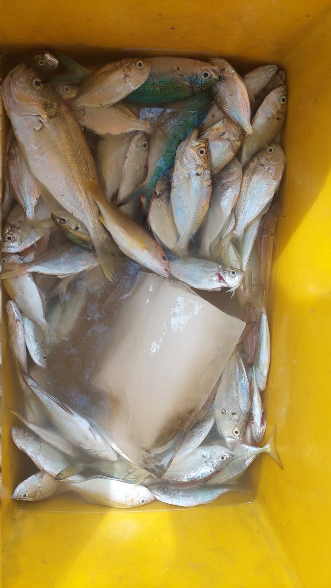 ZaniTarzan's tweet photo. Kamis(5-9-24) tarzan zani luhkan kota bengkulu,hasil tangkap anngota kub mutiara laut.ikan kapas2 20 kg. 40000K. Kelurahan pasar bengkulu.
#GiatLuhkanSatminkalBRPPUPP 
#luhlapor 
@bppsdm_puslatkp 
@bppsdm_brppupp https://t.co/dezMN6A76q