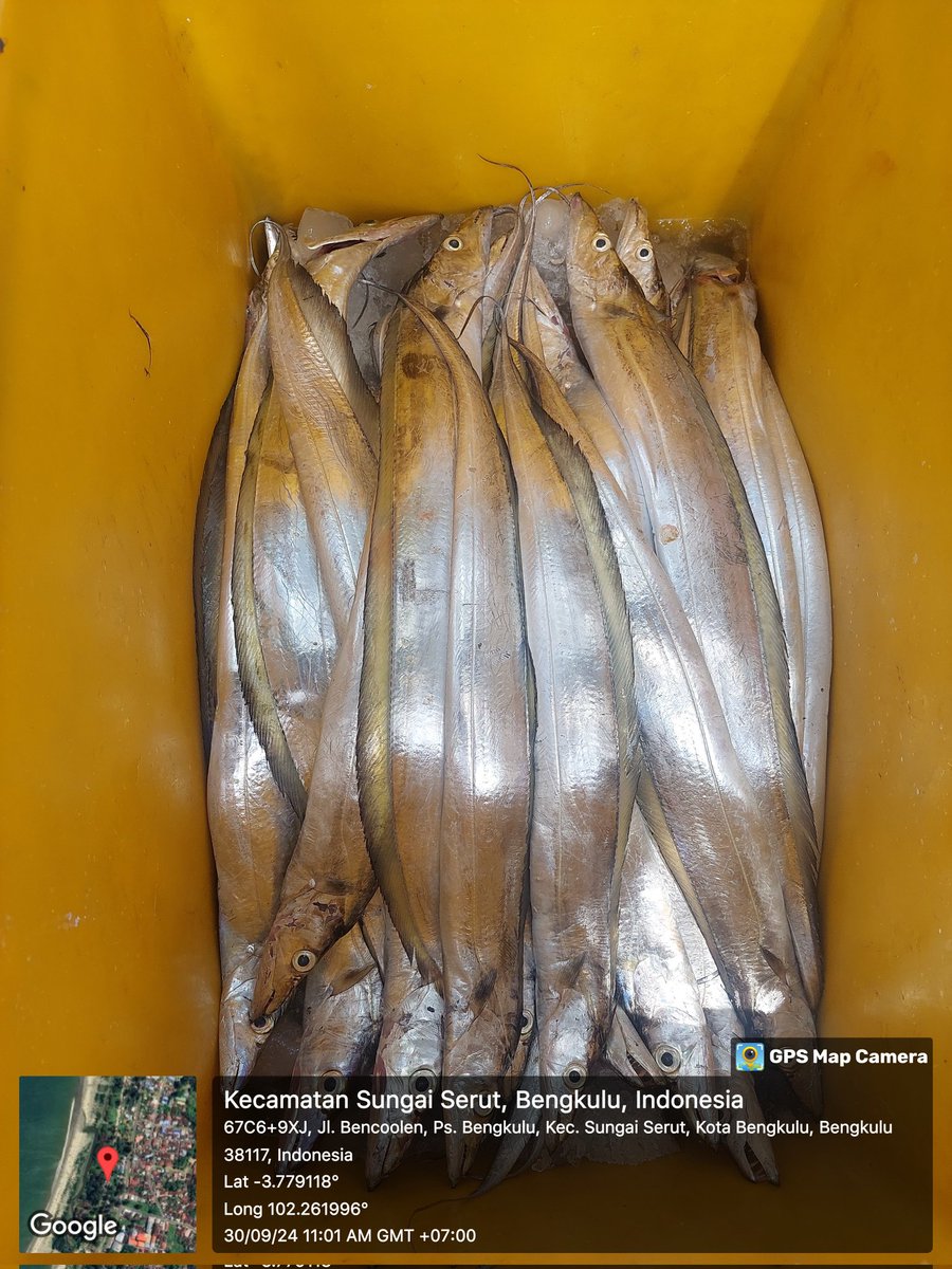 ZaniTarzan's tweet photo. Senen(30-9-24)tarzan zani luhkan kota bengkulu,hasil tangkap anggota koperasi lancang kuning.ikan layur 25 kg.29000K.ikan kapas2 20 kg.40000K.kelurahan pasar bengkulu.
#GiatLuhkanSatminkalBRPPUPP 
#luhlapor 
@bppsdm_puslatkp 
@bppsdm_brppupp https://t.co/nYJm3zyF5k
