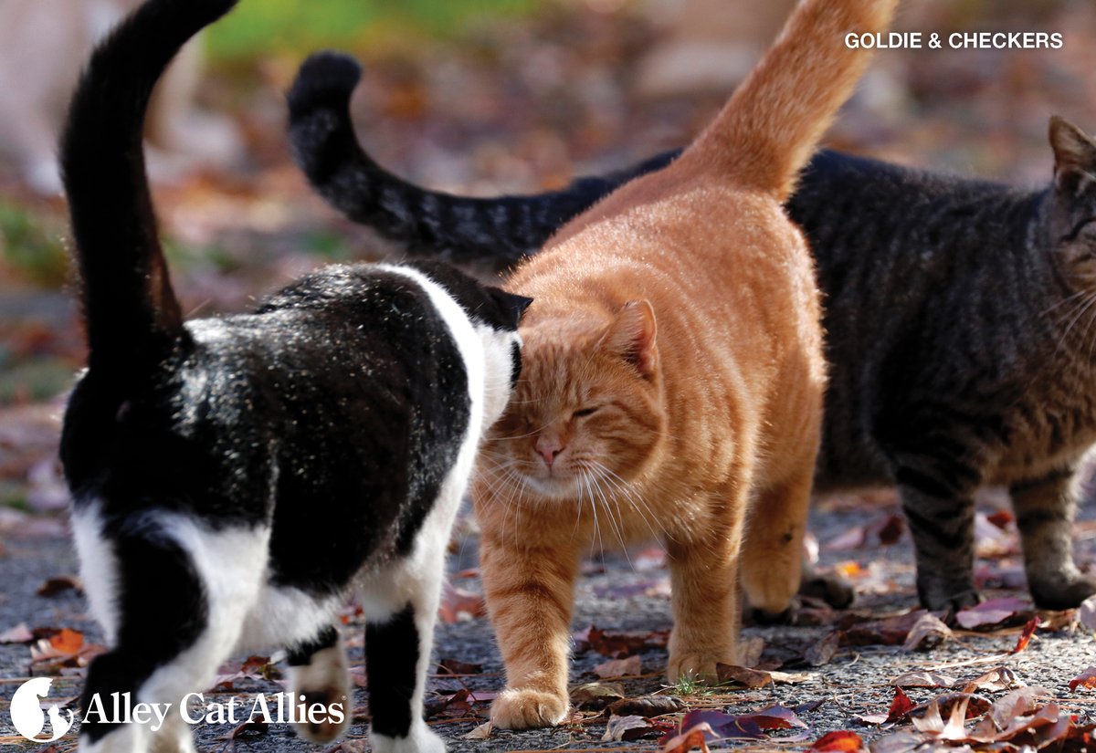 alleycatallies's tweet photo. October is National Animal Safety and Protection Month. The only way to humanely and effectively protect community cats, or unowned cats who live outdoors, is Trap-Neuter-Return (#TNR).

Learn more, share the facts at https://t.co/gPrz3mBSK1. https://t.co/kDBy8uvU9y