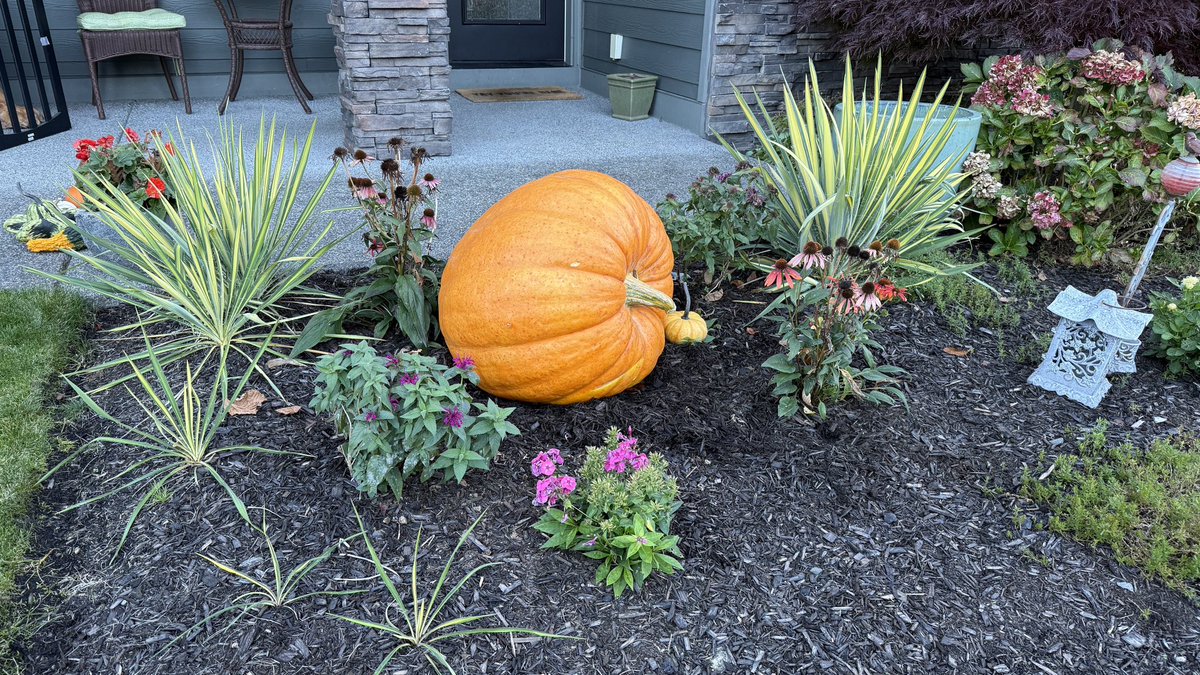 palmsolo's tweet image. After many years of trying I finally nailed the slingshot bullseye at Spooner Farms in Puyallup and won a large pumpkin. It looks fantastic in our front yard too.