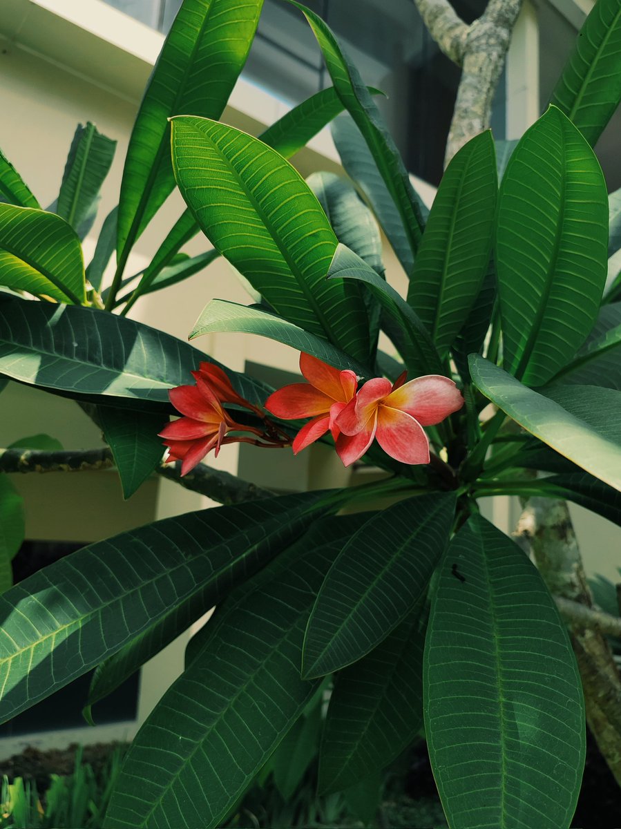 merekamcahaya's tweet photo. Mengidentifikasi bunga-bunga di taman kantor. 🌺🌱✍🏻

• Plumeria Rubba (kamboja merah)
• Plumeria Alba (kamboja kuning)
• Canna Indica (bunga tasbih)
• Spathoglottis (anggrek tanah) https://t.co/aUjqCpuvE7