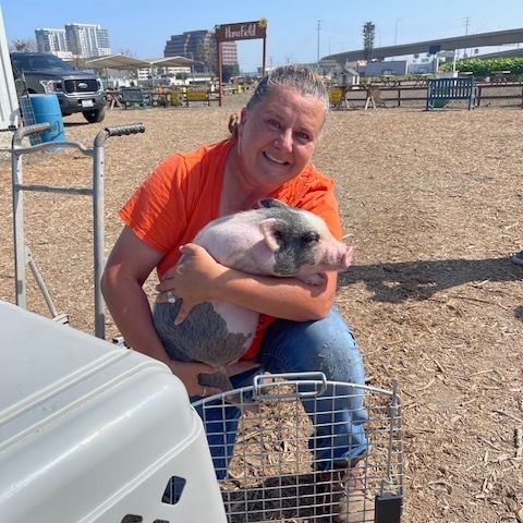 spcaLA's tweet photo. Cute little piggie, Meadow has a new home at @TanakaFarms! Thank you Tanaka Farms for taking her in🩷 Visit them in Irvine!

#FriendsforLife #spcaLA https://t.co/PRTR2ZiKAX