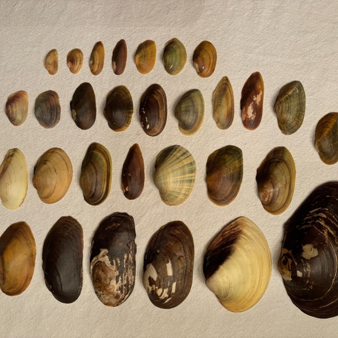 Chesapeake Bay Foundation tweet media