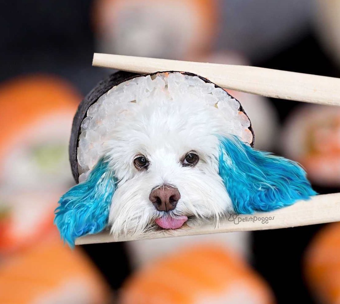 <a href="/idrawline/">mitch</a> Don't miss the viral tik tok dog $SUSHI that's literally a piece of sushi on the official IG!  $SUI's cutest dog , here to stay, fair launch on MOVE pump