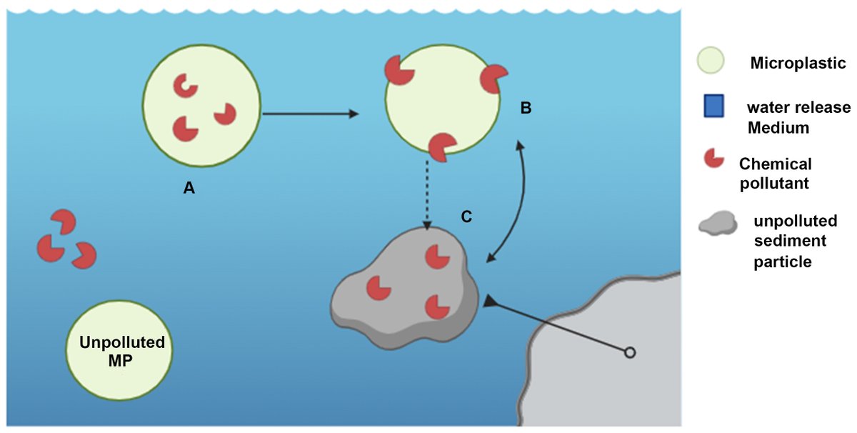 WECN__'s tweet photo. 📖 Recommended Reading:
🧪Understanding the leaching of plastic additives and subsequent risks to ecosystems offers fresh perspectives on plastic pollutants. 🔗https://t.co/bmMJOCUEJQ
#Plasticleaching #plasticadditives #ecotoxicology #microplastics #MP https://t.co/0LSfaZQDPF