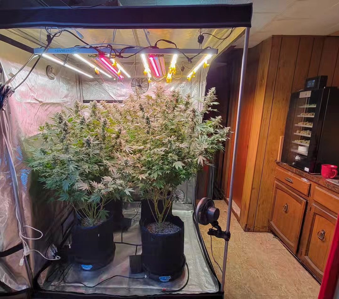 Coco_Pan2022's tweet photo. #FCE6500 730watt With #adlitered55
Energy-efficient LED plant lights consume less electricity while delivering high-intensity illumination for optimal plant development.
https://t.co/GfJETFmZRk https://t.co/UPeB2sTw19