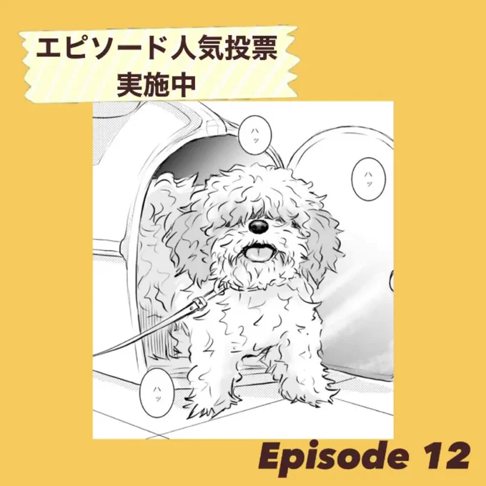 /
#DOGSIGNAL 祝!連載50話突破🎉
エピソード人気投票
\

エピソードNo.12
これがプロの技!しずちゃん編(単行本4巻17話)

～～～～～～～～
トリミングできないシーズーのしずにトレーナー・トリマー・獣医のプロの連携が光る!
～～～～～～～～ 