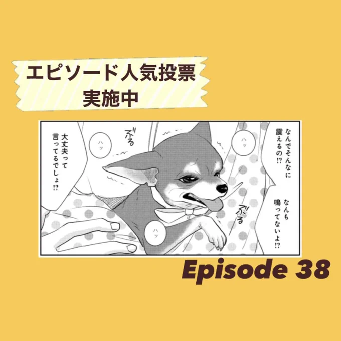 /
#DOGSIGNAL 祝!連載50話突破🎉
エピソード人気投票
\

エピソードNo.38
雷トレーニング編(単行本12巻52話)

～～～～～～～～
突然、雷に怯えだしたというジーニー。未祐が自身とサンジュの経験からしたアドバイスは⁉
～～～～～～～～ 