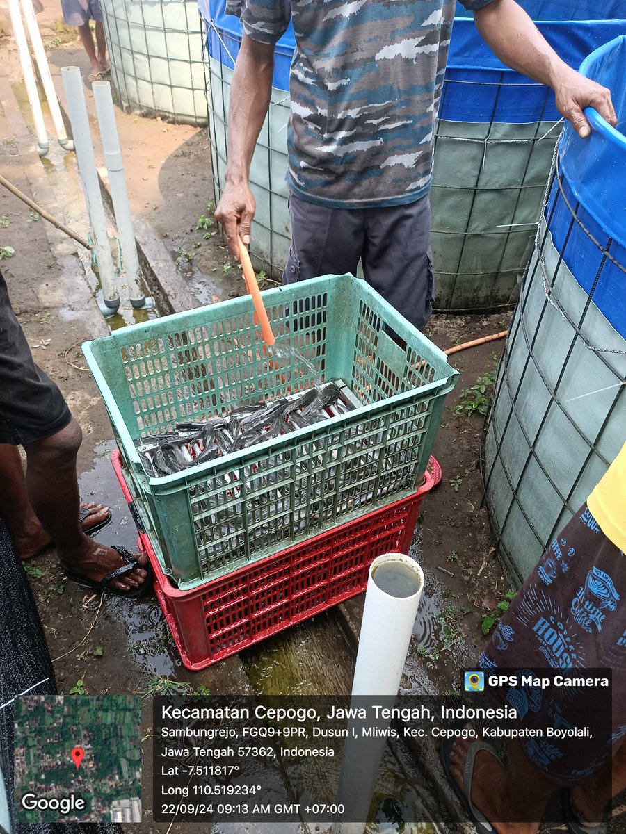 jko2323's tweet photo. Minggu (22/09), Zainal Mustofa, Luh Boyolali, panen parcial size 10-12 dr 8 kolam sbnyak 60 Kg di Klmpok Mina Makmur dgn harga 19.000/kg
#GiatLuhkanSatminkalTegal
#Budidaya
#Boyolali
@bppsdm_kp
@pusluh_bppsdm
@PKBLU_bp3tegal 
@BudidayaKKP 
@kkpgoid https://t.co/Z8qB9BQW6t