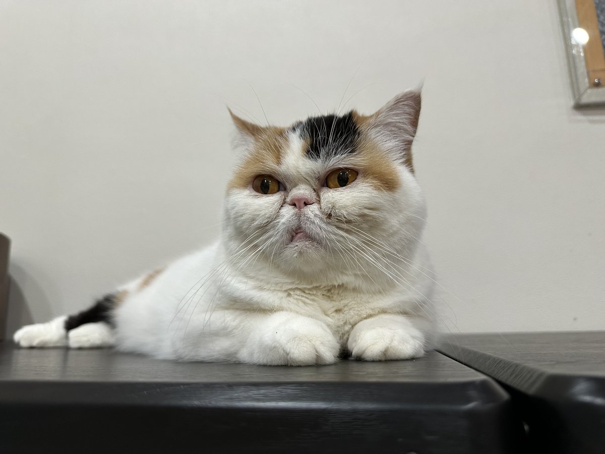 neko_11271127's tweet photo. #猫カフェにあにゃあ 今日もご来店お待ちしてます🐈‍⬛ https://t.co/oWIhySCjSK