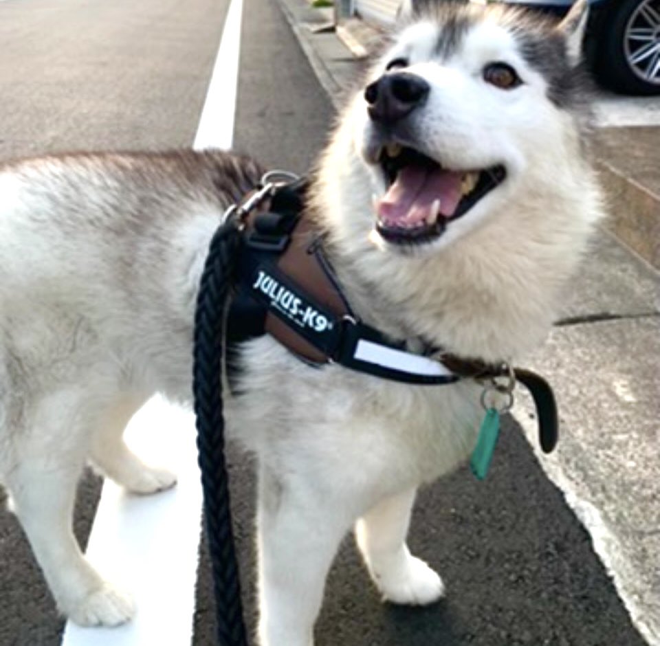 いつも足元にいるよ🐾
byバルト
#シベリアンハスキー