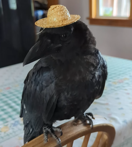 DailyCorvids's tweet photo. A crow in a sombrero, for your troubles :> https://t.co/JgnLsVwL7o