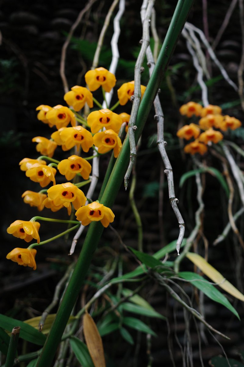 fumblingphrases's tweet photo. Orchids are blooming again in the garden. 🥰 https://t.co/HKbfuU8VHC