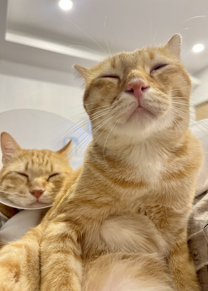 view_yoshi's tweet photo. boi doo road  #Cat #Chayen #Orange https://t.co/mHzpUuAaID
