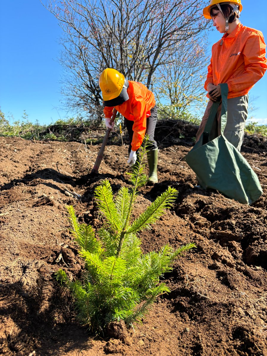 Jetstar_Japan's tweet photo. 昨年スタートした、森林再生プロジェクト「Present Tree」への寄付プログラム「#StarTrees」🌳
今年も皆様からの寄付金で、環境リレーションズ研究所と北海道大学ご協力のもと、ジェットスター社員が北海道雨竜郡幌加内町にある「#ジェッ太の森」にトドマツの苗250本を植樹しまスター🌟 https://t.co/gSOp94bGlS