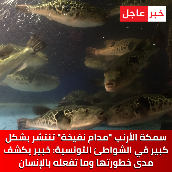 سمكة الأرنب "مدام نفيخة" تنتشر بشكل كبير في الشواطئ التونسية: خبير يكشف مدى خطورتها وما تفعله بالإنسان.. التفاصيل: bit.ly/3XZDEBX